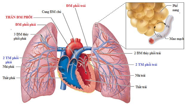 Hãy giải thích câu nói: chỉ cần ngừng thở 3-5 phút thì máu qua phổi  (ảnh 1)