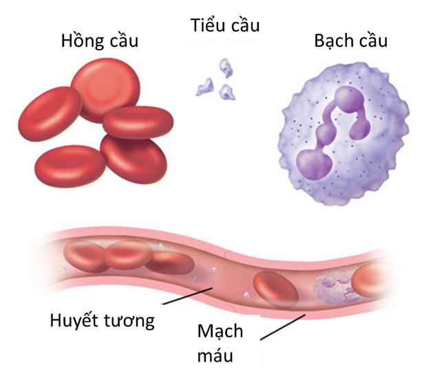 Hệ tuần hoàn có vai trò gì trong sự trao đổi chất ở tế bào (ảnh 1)
