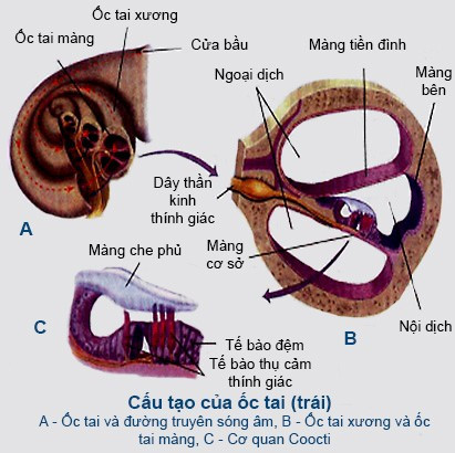 Trình bày cấu trúc của ốc tai dựa vào hình vẽ 51-2 (ảnh 1)