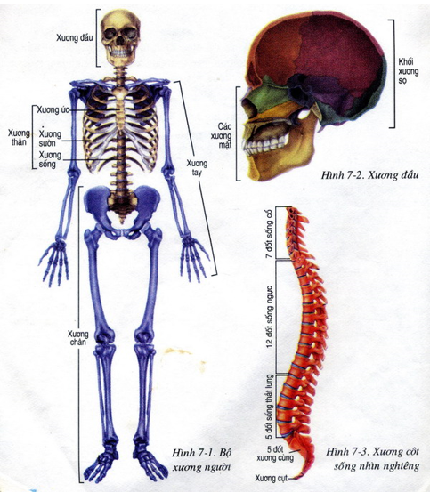 Bộ xương có chức năng gì (ảnh 1)