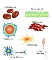 Hãy kể tên những tế bào có hình dạng khác nhau mà em biết (ảnh 1)