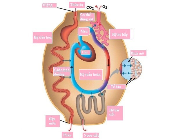 Phân biệt sự trao đổi chất ở cấp độ cơ thể và trao đổi chất ở cấp độ tế bào (ảnh 1)