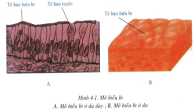 Quan sát hình 4-1, em có nhận xét gì về sự sắp xếp các tế bào ở mô biểu bì (ảnh 1)