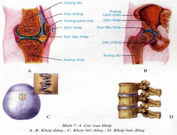 Nêu rõ vai trò của từng loại khớp (ảnh 1)