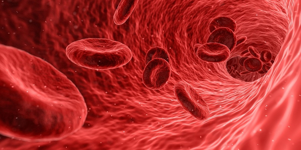 Máu (gồm huyết tương và các tế bào máu) thuộc loại mô gì (ảnh 1)