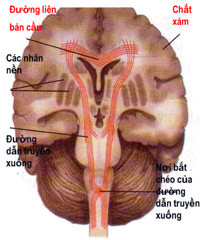 Mô tả cấu tạo trong của đại não (ảnh 1)