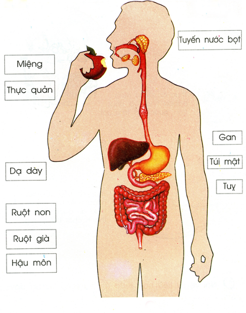 Các chất cần cho cơ thể như nước, muối khoáng, các loại vitamin khi vào cơ thể  (ảnh 1)