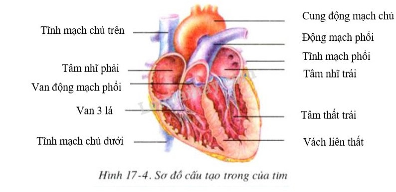 Hãy điền chú thích các thành phần cấu tạo của tim vào hình 17-4 (ảnh 1)