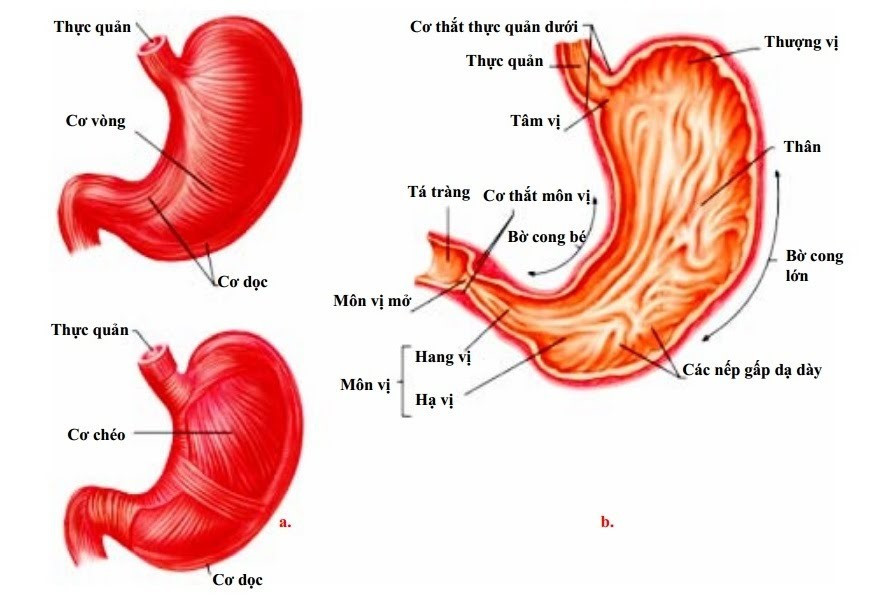 Trình bày các đặc điểm cấu tạo chủ yếu của dạ dày (ảnh 1)