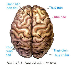 Vẽ sơ đồ đại não nhìn từ bên ngoài và trình bày hình dạng, cấu tạo ngoài (ảnh 1)