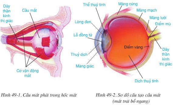 Quan sát hình 49-1 và 49-2 để hoàn chỉnh thông tin sau về cấu tạo của mắt (ảnh 1)