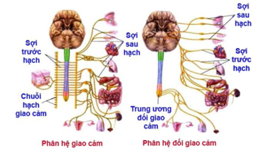 Phân biệt chức năng của hệ thần kinh vận động và hệ thần kinh sinh dưỡng (ảnh 1)