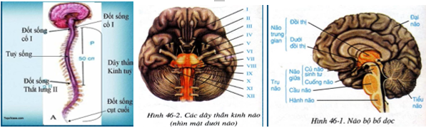 So sánh cấu tạo và chức năng của trụ não với tuỷ sống để hoàn chỉnh bảng 46 (ảnh 1)