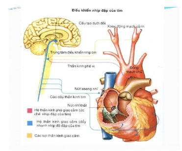 Hãy trình bày phản xạ điều hòa hoạt động của tim và hệ mạch (ảnh 1)