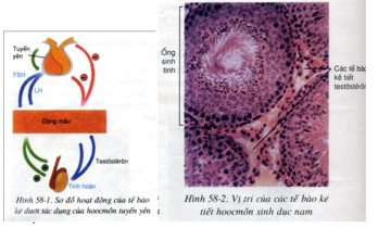Dựa vào hình 58-1, 58-2 để hoàn chỉnh thông tin sau: Bước vào tuổi dậy thì, dưới tác dụng của các hoocmôn (ảnh 1)