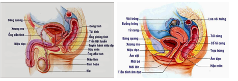 Trình bày rõ các chức năng của tinh hoàn và buồng trứng (ảnh 1)