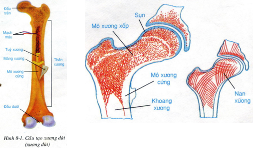 Xác định các chức năng tương ứng với các phần của xương ở bảng sau  (ảnh 1)