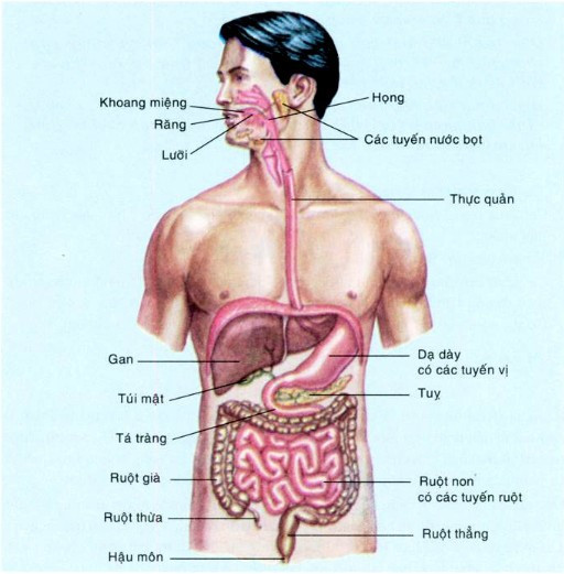 Quan sát và liệt kê các cơ quan tiêu hoá ở hình 24-3 vào các cột tương ứng (ảnh 1)