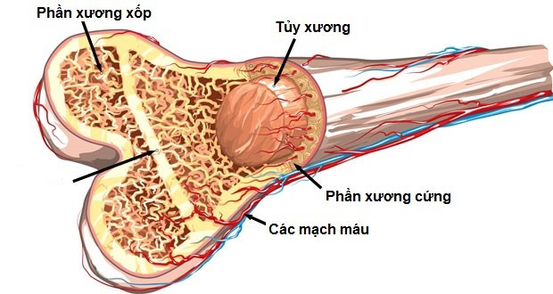 Thành phần hoá học của xương có ý nghĩa gì đối với chức năng của xương (ảnh 1)