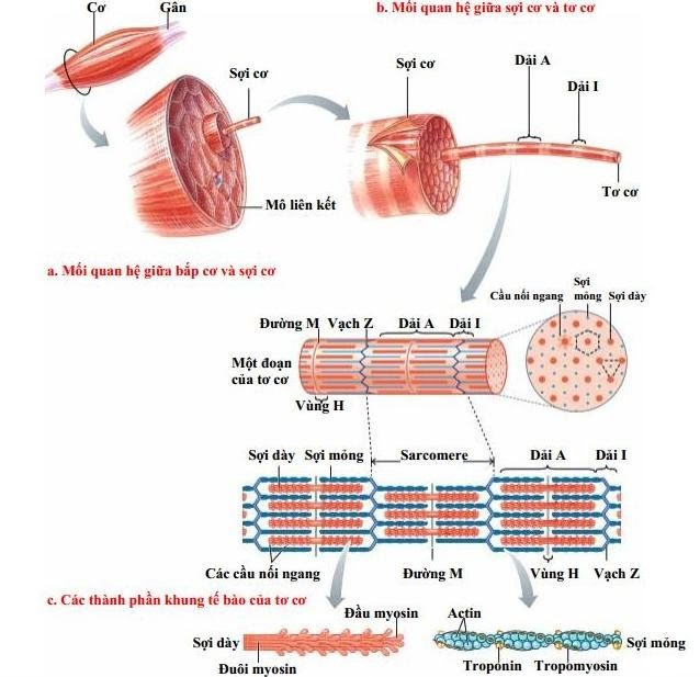 Đặc điểm cấu tạo nào của tế bào cơ phù hợp với chức năng co cơ (ảnh 1)