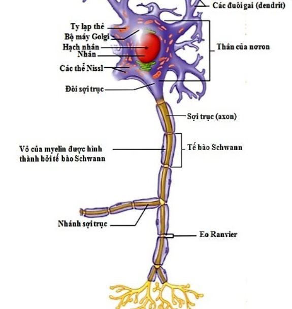 Trình bày cấu tạo và chức năng của nơron (ảnh 1)