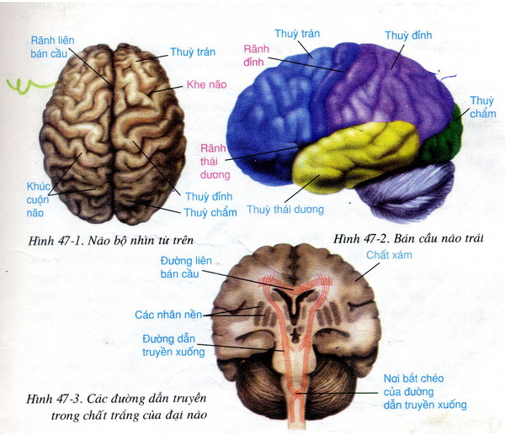 Đại não ở người rất phát triển, che lấp cả não trung gian và não giữa (ảnh 1)