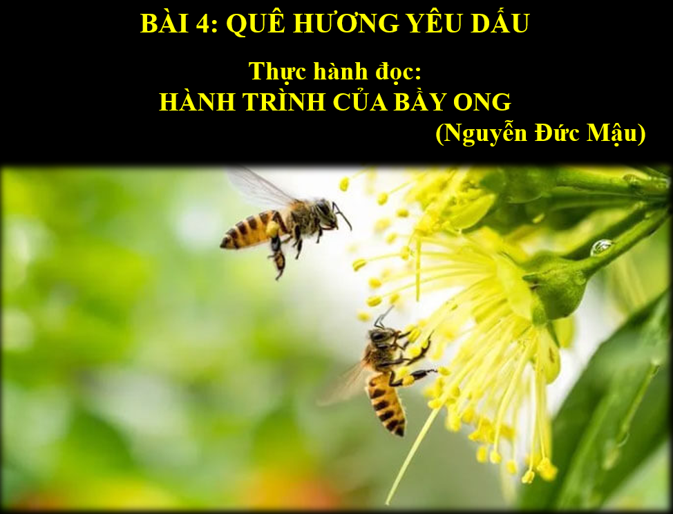 Giáo án điện tử Hành trình của bầy ong | Bài giảng PPT Ngữ văn 6 (ảnh 1)
