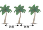 Trên một bờ đất dài 108m bác cần bao nhiêu cây dừa để trồng (ảnh 1)