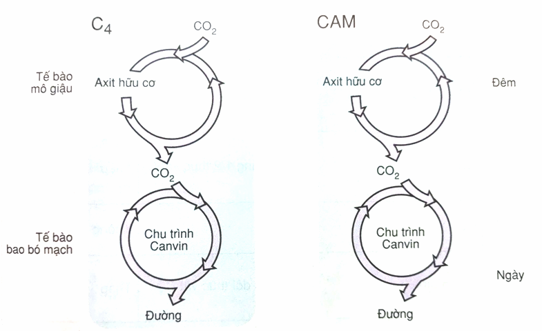 Sự khác nhau giữa con đường CAM và con đường C4 là về không gian và thời gian về sản phẩm tạo ra (ảnh 1)