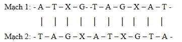 Một đoạn mạch của gen có cấu trúc như sau Xác định trình tự các đơn phân của đoạn mạch ARN được tổng hợp từ mạch 2 (ảnh 1)
