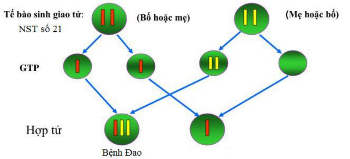 Một người có biểu hiện bề ngoài: Bé, lùn, cổ rụt, má phệ, miệng hơi há, lưỡi hơi thè, mắt hơi sâu và 1 mí (ảnh 1)