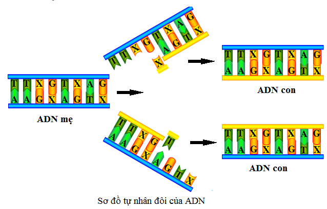 Nêu quá trình tự nhân đôi của ADN? Quá trình tự nhân đôi của ADN diễn ra theo những nguyên tắc nào ? Nêu rõ từng nguyên tắc (ảnh 1)