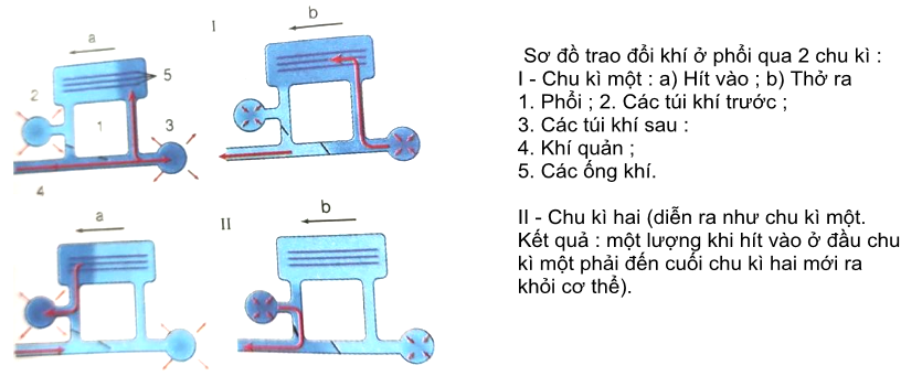 Khi nói về hoạt động hô hấp ở chim, phát biểu nào dưới đây đúng (ảnh 1)