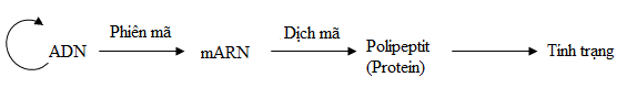 a. Vẽ sơ đồ mối quan hệ giữa gen và tính trạng b. Hãy nêu bản chất mối quan hệ gen và tính trạng thông qua sơ đồ trên  (ảnh 1)