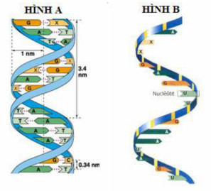 Xác định tên gọi của 2 phân tử hiện diện trong hình A và hình B Một đoạn mạch đơn của gen A có trình tự các nuclêôtit như sau (ảnh 1)