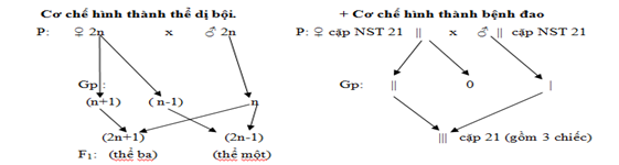 a. Người có bộ nhiễm sắc thể trên bị bệnh gì b. Người có bộ nhiễm sắc thể trên thuộc dạng đột biến gì (ảnh 2)