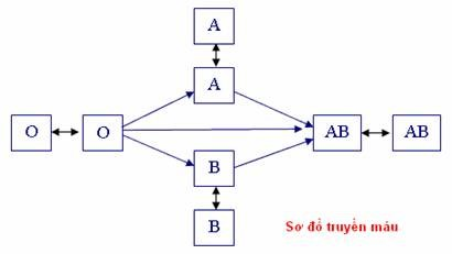 Đâu là nhóm máu chuyên cho Nhóm O Nhóm A Nhóm B Nhóm AB (ảnh 1)