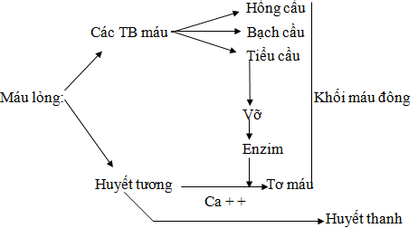 Ở người khỏe mạnh,hiện tượng đông máu khi bị một vết thương nhỏ diễn ra theo cơ chế nào (ảnh 1)