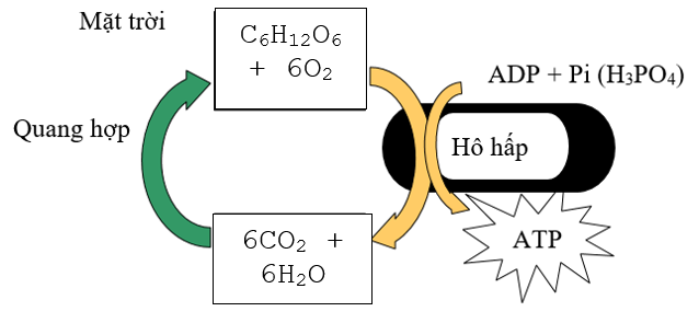 Vẽ sơ đồ và trình bày mối quan hệ giữa quang hợp và hô hấp ở thực vật (ảnh 1)