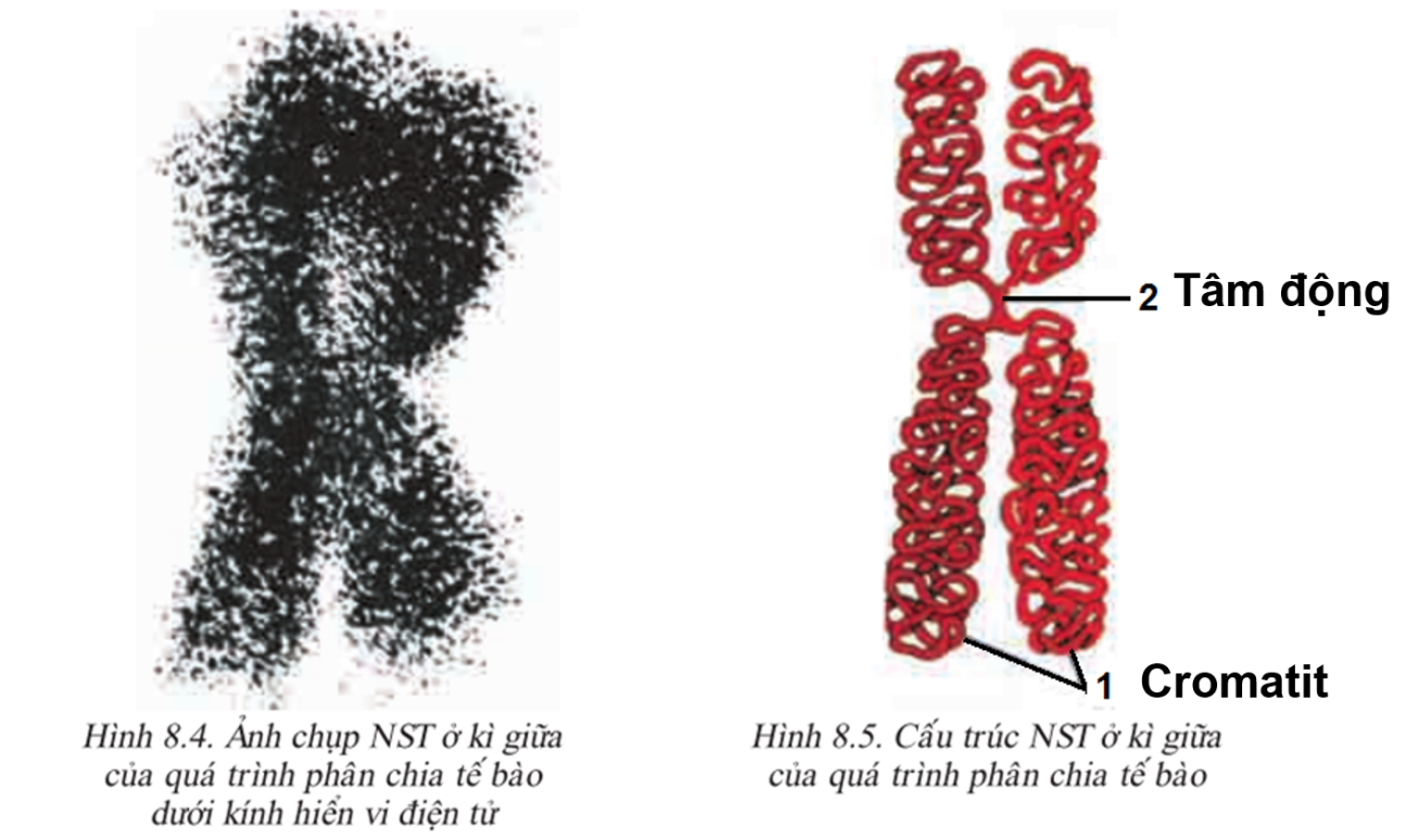 Nêu cấu trúc của NST  (ảnh 1)