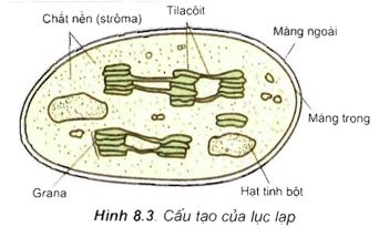 Nhận định nào sau đây không đúng về quá trình quang hợp ở thực vật Pha sáng diễn ra ở tilacôit của lục  (ảnh 1)