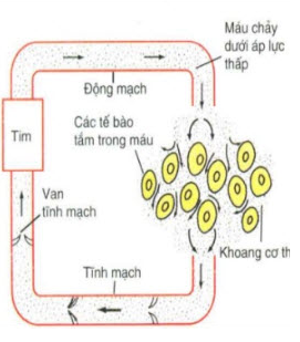 Em hãy trình bày cấu trúc và hoạt động của hệ tuần hoàn hở ở động vật Tại sao hệ tuần hoàn hở chỉ phù hợp với các động vật có kích thước nhỏ, hoạt động chậm, yếu (ảnh 1)