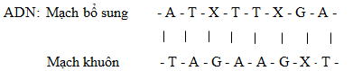 Một đoạn ARN có trình tự sắp xếp các nuclêôtít như sau: – A – U – X – U – U – X – G – A –Xác định trình tự (ảnh 1)