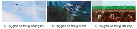 Lý thuyết Bài 11: Oxygen. Không khí- Kết nối tri thức (ảnh 1)