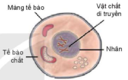 Lý thuyết Bài 19: Cấu tạo và chức năng các thành phần của tế bào- Kết nối tri thức (ảnh 1)