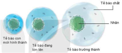Lý thuyết Bài 20: Sự lớn lên và sinh sản của tế bào- Kết nối tri thức (ảnh 1)