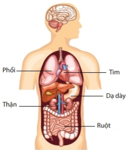 Lý thuyết Bài 23: Tổ chức cơ thể đa bào- Kết nối tri thức (ảnh 1)