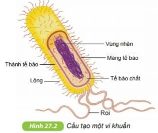Lý thuyết Bài 27: Vi khuẩn- Kết nối tri thức (ảnh 1)