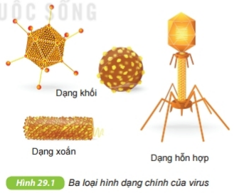 Lý thuyết Bài 29: Virus- Kết nối tri thức (ảnh 1)