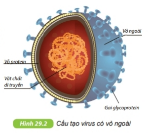 Lý thuyết Bài 29: Virus- Kết nối tri thức (ảnh 1)